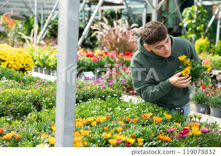 Young guy choosing hybrid gazania in flower shop Young guy choosing hybrid gazania in flower shop 119078832