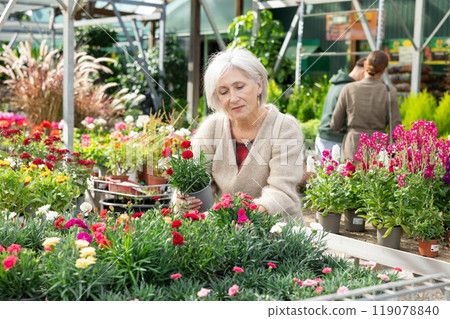 Elderly woman choosing carnations in flower shop 119078840