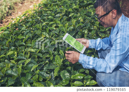 Smart farmer Close up Hand control planting tree. Farmer hands cultivated fresh garden in eco biotechnology. Farmland technology man holding smartphone in eco green farm sustainable quality control 119079385