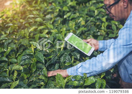 Smart farmer Close up Hand control planting tree. Farmer hands cultivated fresh garden in eco biotechnology. Farmland technology man holding smartphone in eco green farm sustainable quality control 119079386