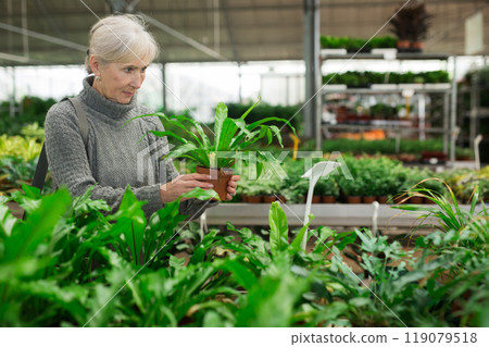 Interested aged woman choosing potted asplenium in store 119079518