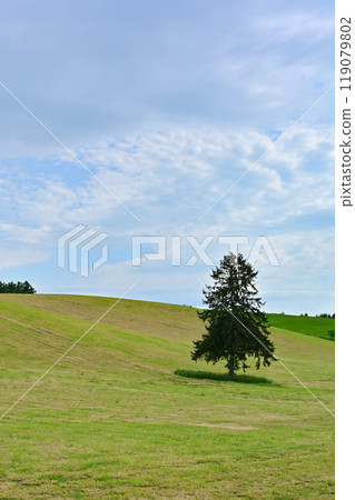 Spring spring come tree Spring spring come tree 119079802