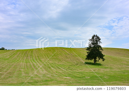 春天來了樹 春天來了樹 119079803