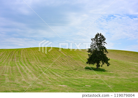 Spring spring come tree Spring spring come tree 119079804