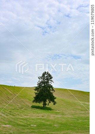 Spring spring come tree Spring spring come tree 119079805