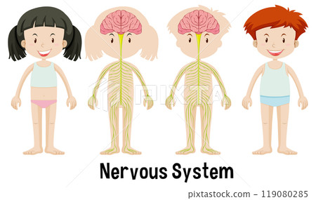 Human Nervous System Illustration 119080285