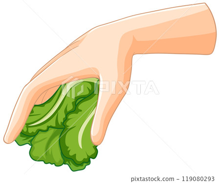 Hand Holding Fresh Green Lettuce Hand Holding Fresh Green Lettuce 119080293