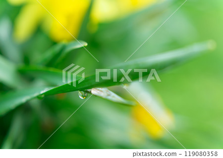 A drop of water glistening on the tip of a leaf 119080358