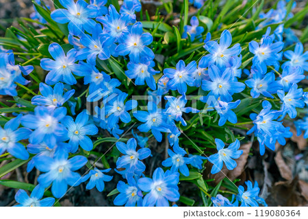 A cluster of scilla blooming with blue flowers A cluster of scilla blooming with blue flowers 119080364