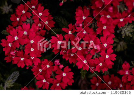 Densely blooming red verbena flowers Densely blooming red verbena flowers 119080366