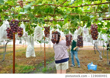 Grape picking scene 119080491