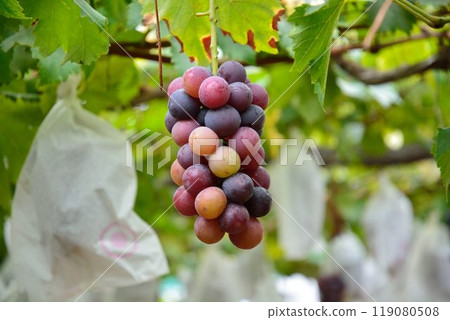 葡萄採摘風景 119080508