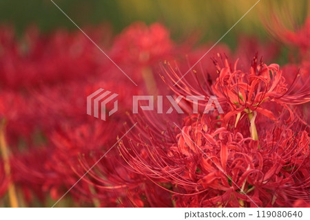 Red spider lilies in full bloom Red spider lilies in full bloom 119080640