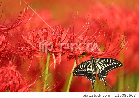 Cluster amaryllis and swallowtail butterfly 119080668