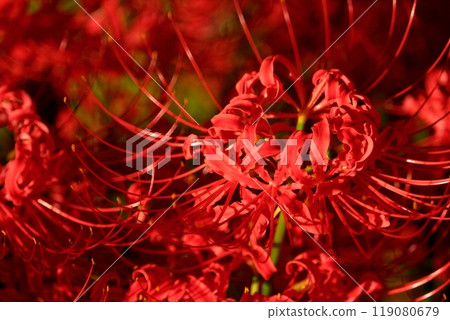 Cluster amaryllis 119080679