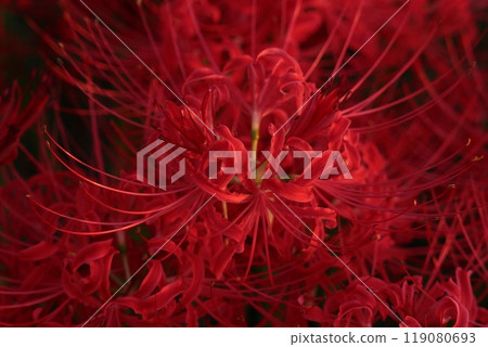 The red spider lilies stand out against the black background 119080693
