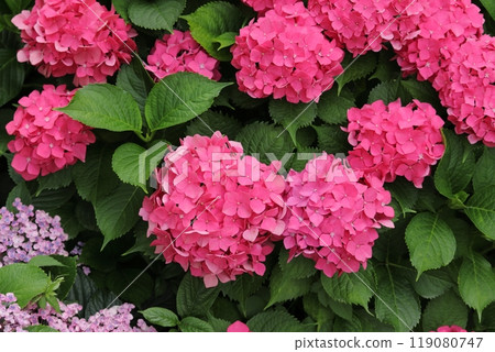 Pink hydrangea Pink hydrangea 119080747