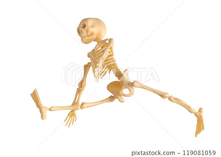 Plastic Halloween Skeleton  for Halloween decoration isolated on background 119081059