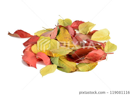 Autumn. Red and yellow fallen leaves. Autumn. Red and yellow fallen leaves. 119081116