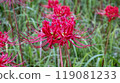 群集孤挺花 119081233
