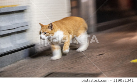 跑貓 119081341