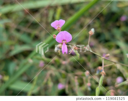 Pink flowers of the Japanese bush clover blooming in an autumn field 119081525