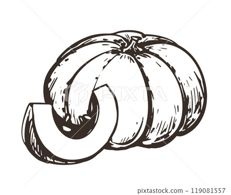 Vector sketch of pumpkin in engraving style. Hand drawn autumn vegetable. Vintage thanksgiving design element. Line ink drawing of whole pumpkin and piece. 119081557