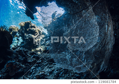 Soft coral underwater in deep ocean on Bali. Coral reef garden 119081784