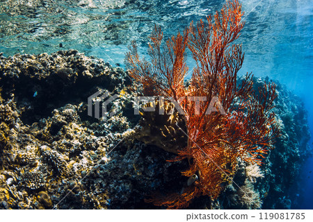 Red soft corals underwater in blue sea, Bali. 119081785