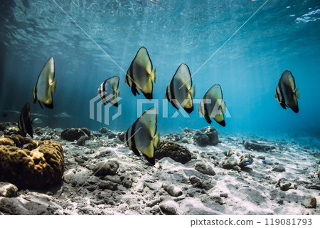 School of bat fish underwater in tropical blue ocean 119081793