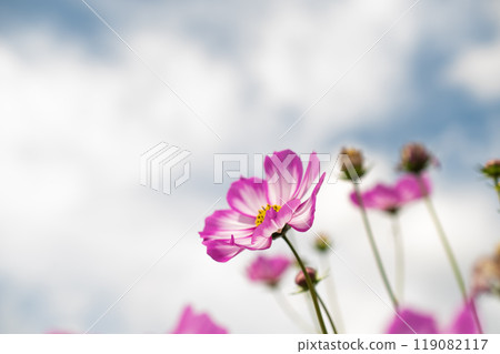 在晴朗的天空下盛開的波斯菊 在晴朗的天空下盛開的波斯菊 119082117