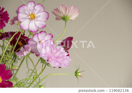 五顏六色的波斯菊花插在花瓶裡 119082136