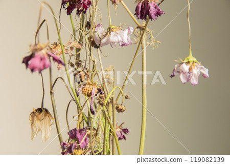Withered colorful cosmos flowers in a vase Withered colorful cosmos flowers in a vase 119082139