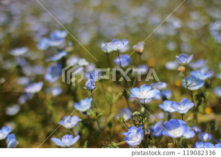 blue flower blue flower 119082336