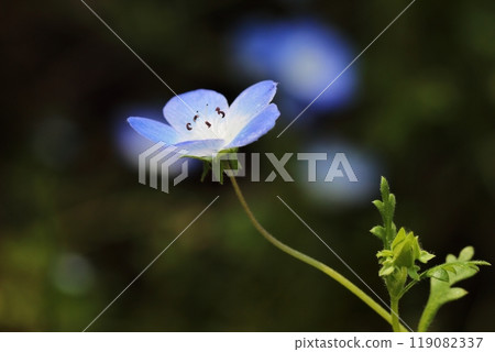 blue flower	 119082337