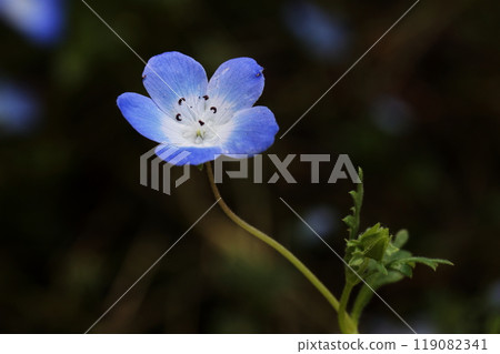 blue flower	 119082341
