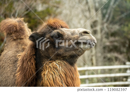 Bactrian camel face up Fuji Safari Park Shizuoka Prefecture Bactrian camel face up Fuji Safari Park Shizuoka Prefecture 119082397