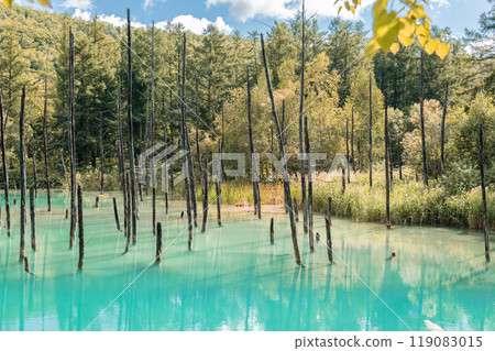 [Biei Town Shirogane: Blue Pond and Water Mirror under the Blue Sky] 119083015