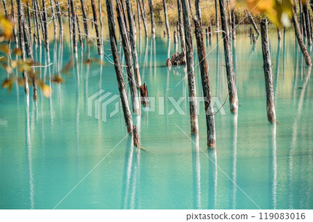 [Biei Town, Shirogane: Blue Pond and Water Mirror] 119083016