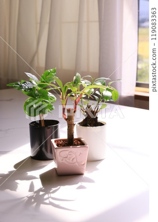 Foliage plant Foliage plant 119083363