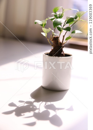 葉子植物 葉子植物 119083369