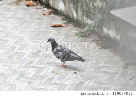 pigeon, dove or a bird or Columba livia or Columbidae pigeon, dove or a bird or Columba livia or Columbidae 119084051
