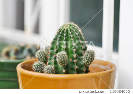Echinopsis calochlora, Goloden Echinopsis calochlora or cactus or succulent 119084060