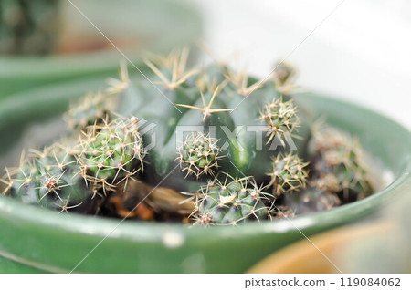 Gymnocalycium damsii v tucavocense, gymnocalycium damsii ssp or cactus 119084062