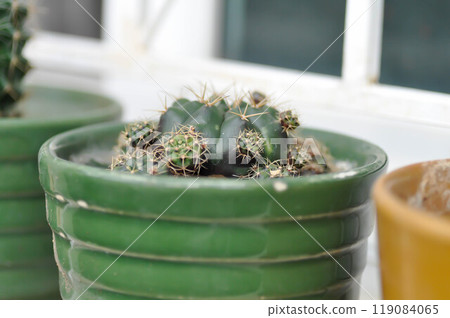 Gymnocalycium damsii v tucavocense, gymnocalycium damsii ssp or cactus 119084065