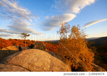 Golden-hued birch tree stands against backdrop of sunlit rocks and autumn forest. Vibrant foliage glows warmly under evening sky, with fluffy clouds. Dovbush Rocks, Carpathian mountains, Ukraine. Golden-hued birch tree stands against backdrop of sunlit rocks and autumn forest. Vibrant foliage glows warmly under evening sky, with fluffy clouds. Dovbush Rocks, Carpathian mountains, Ukraine. 119084074