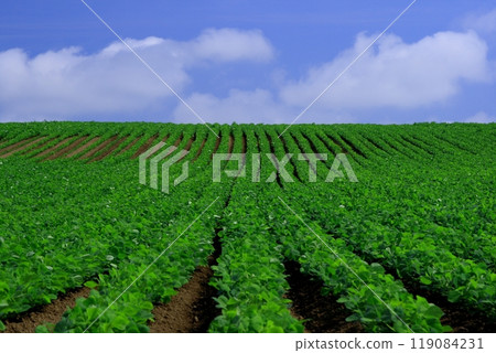 Lined up in a rice field 119084231