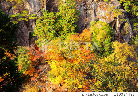 秋葉的散步 秋葉的散步 119084485