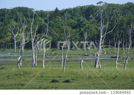 Dead Todowara fir trees 119084893