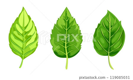 A collection of three vibrant green leaves displayed in a realistic style against a white background. Vector illustration 119085031